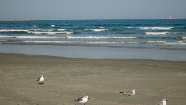 A beach with seagulls and the ocean. - Trout Quarters! Beautiful 2 bedroom, 2.5 bath! Walk to the Beach! (Port Aransas)