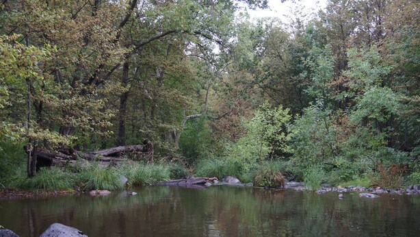 Ein ruhiger Fluss, umgeben von dichtem Baumbestand und Felsen.