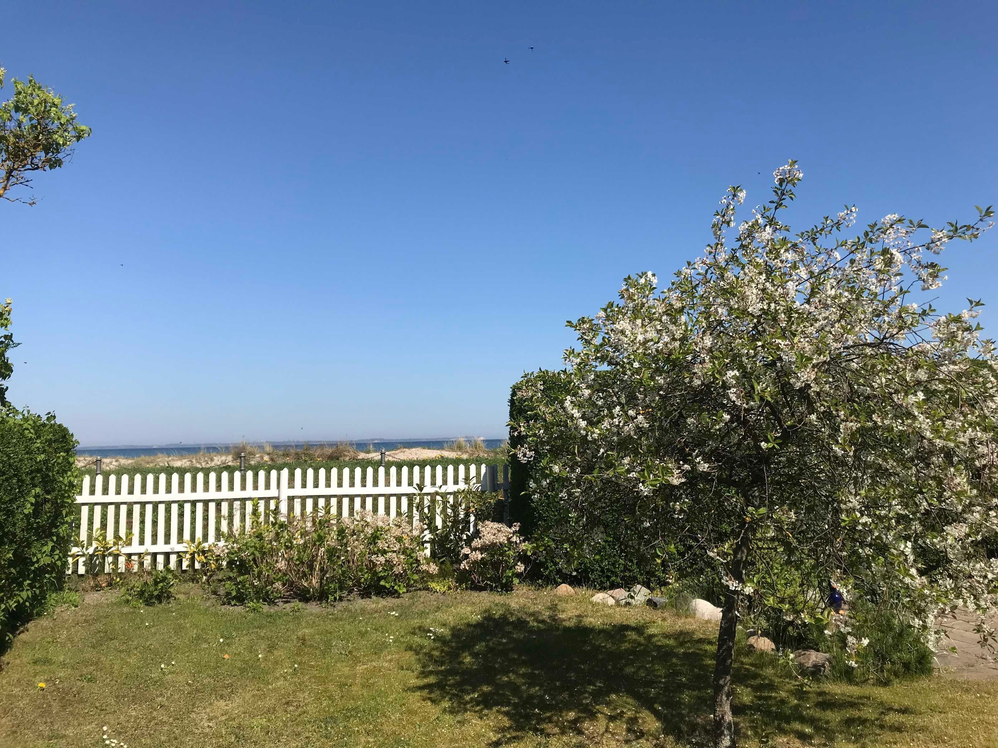 A grassy area with a white picket fence, a tree with white blossoms, and a clear view of the beach in the background.