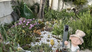 Un jardín con diversas plantas, un cactus decorativo y una figurita de un niño sosteniendo un farol.