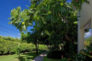 A pathway leading to a building surrounded by lush greenery and trees. - Kingston Cottage (Kingston)