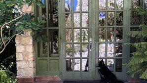 Une porte verte avec de nombreux panneaux de verre, un pilier en pierre et un chat noir assis sur les marches.