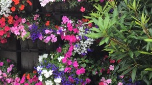 A vertical garden with various flowering plants in hanging planters and pots.