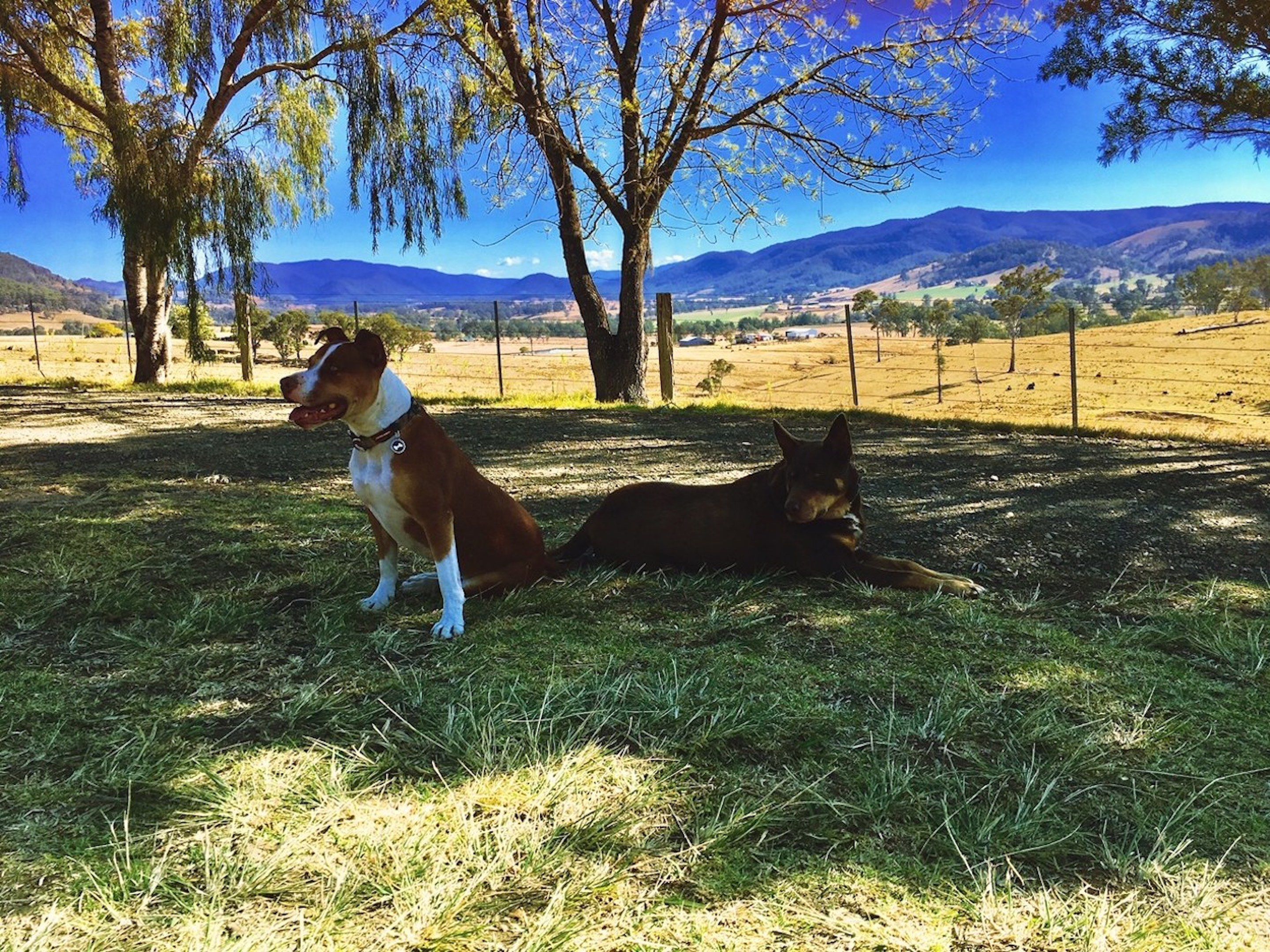 Deux chiens dans un champ d’herbe, avec une clôture et des arbres en arrière-plan.
