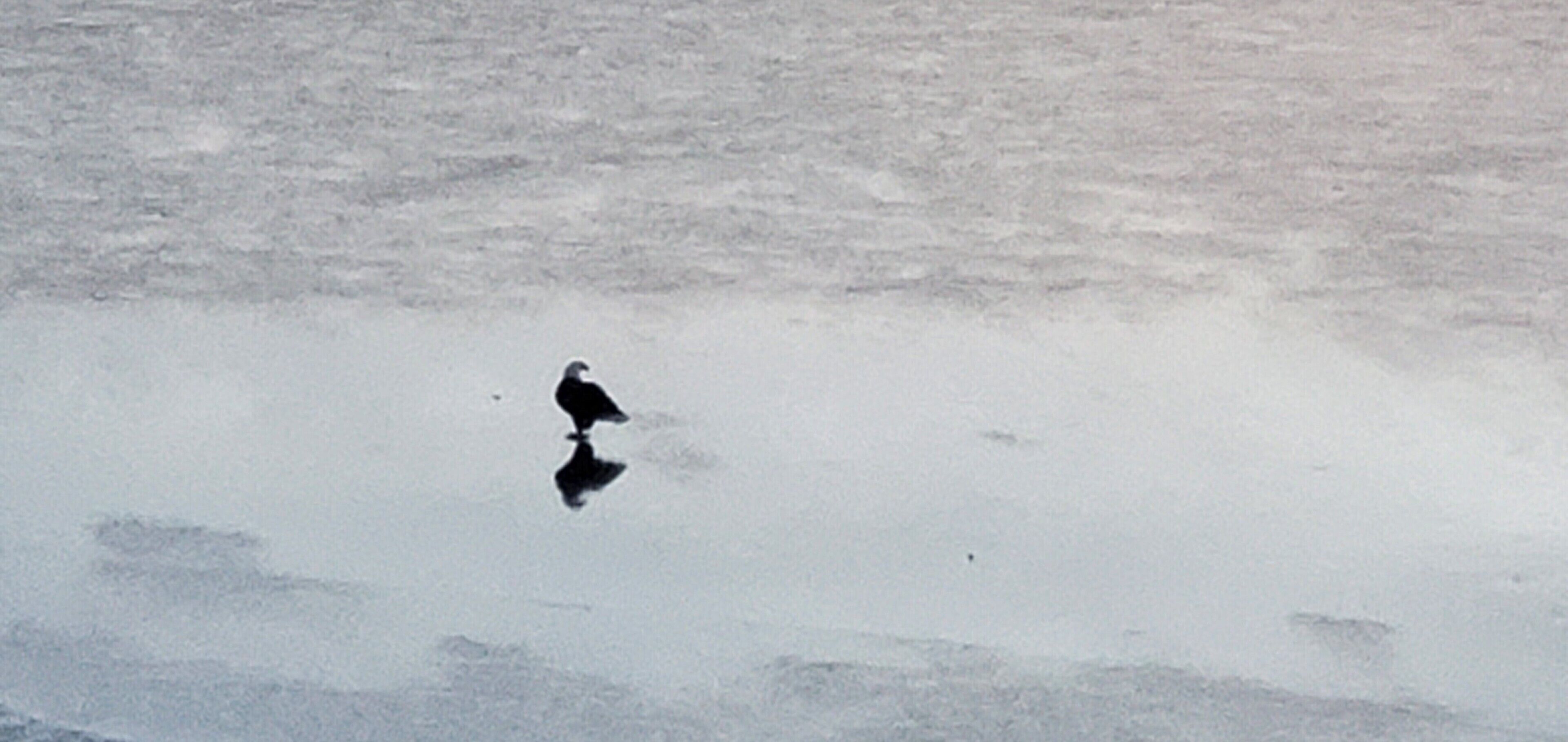 Eagle on ice.