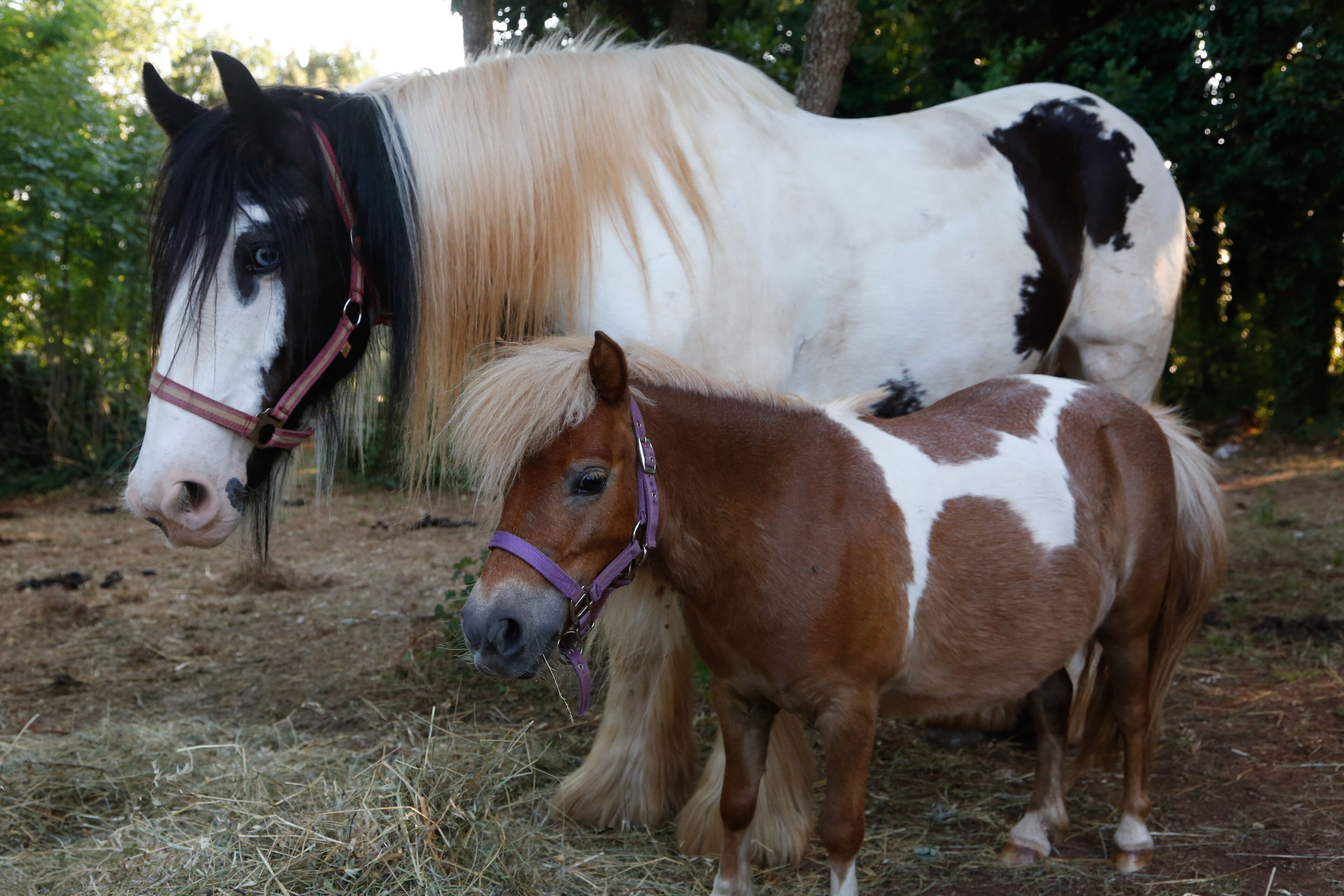 Two horses, one larger and one smaller, standing on a dirt path with trees in the background.