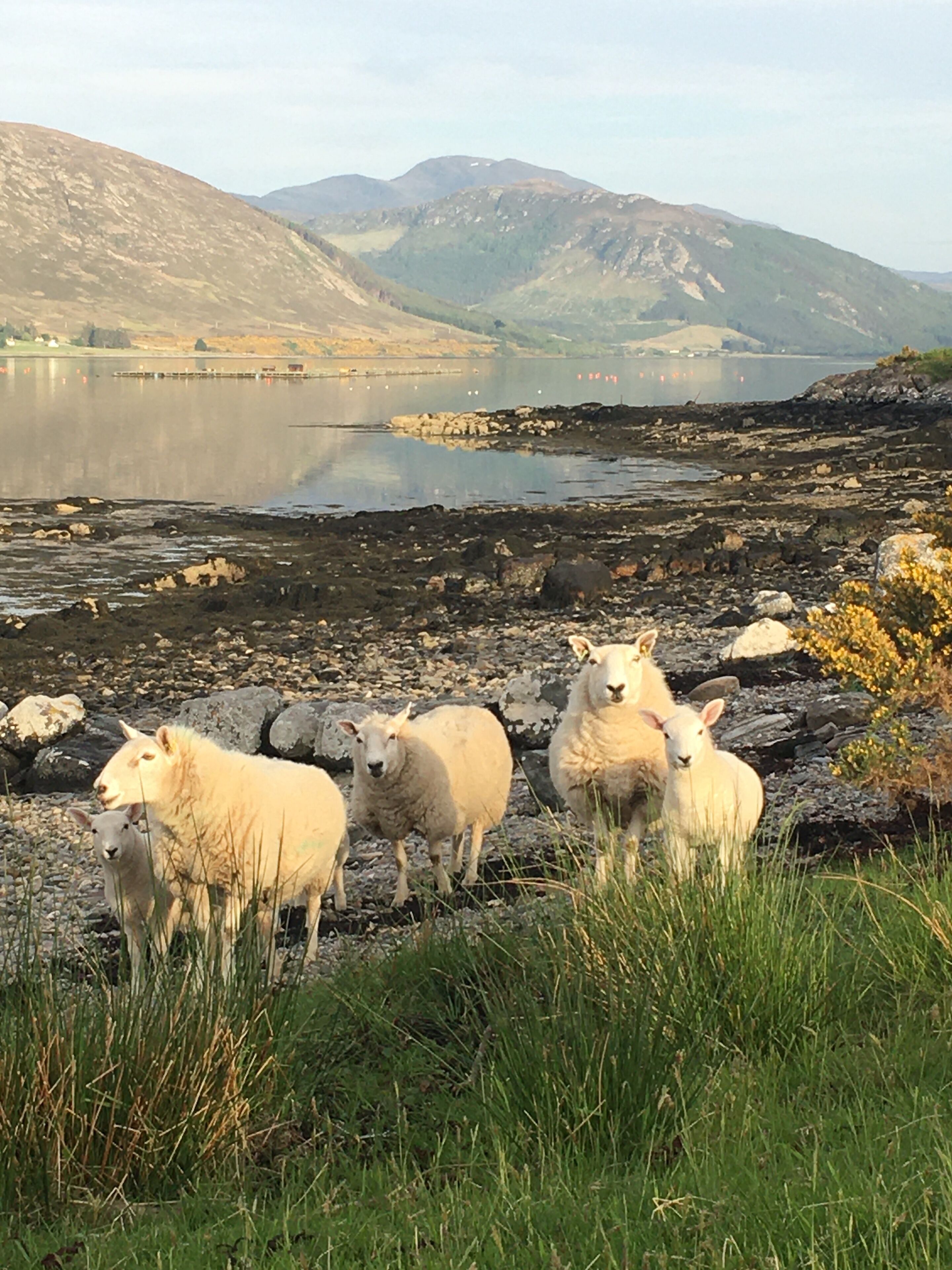 A group of sheep on a rocky shore with a lake and mountains in the background.