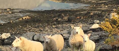A group of sheep on a rocky shore with a lake and mountains in the background.