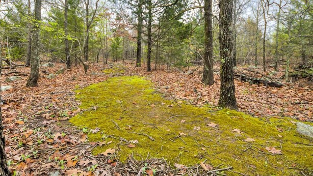 A forest floor with a moss-covered path surrounded by trees. - Romantic Lakeview Treehouse with Jacuzzi Tub & Private Deck (Stigler)