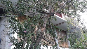 A tree with dense foliage in front of a building with balconies and a corrugated metal roof. - Bahay Isla Sanctuario (Puerto Galera)