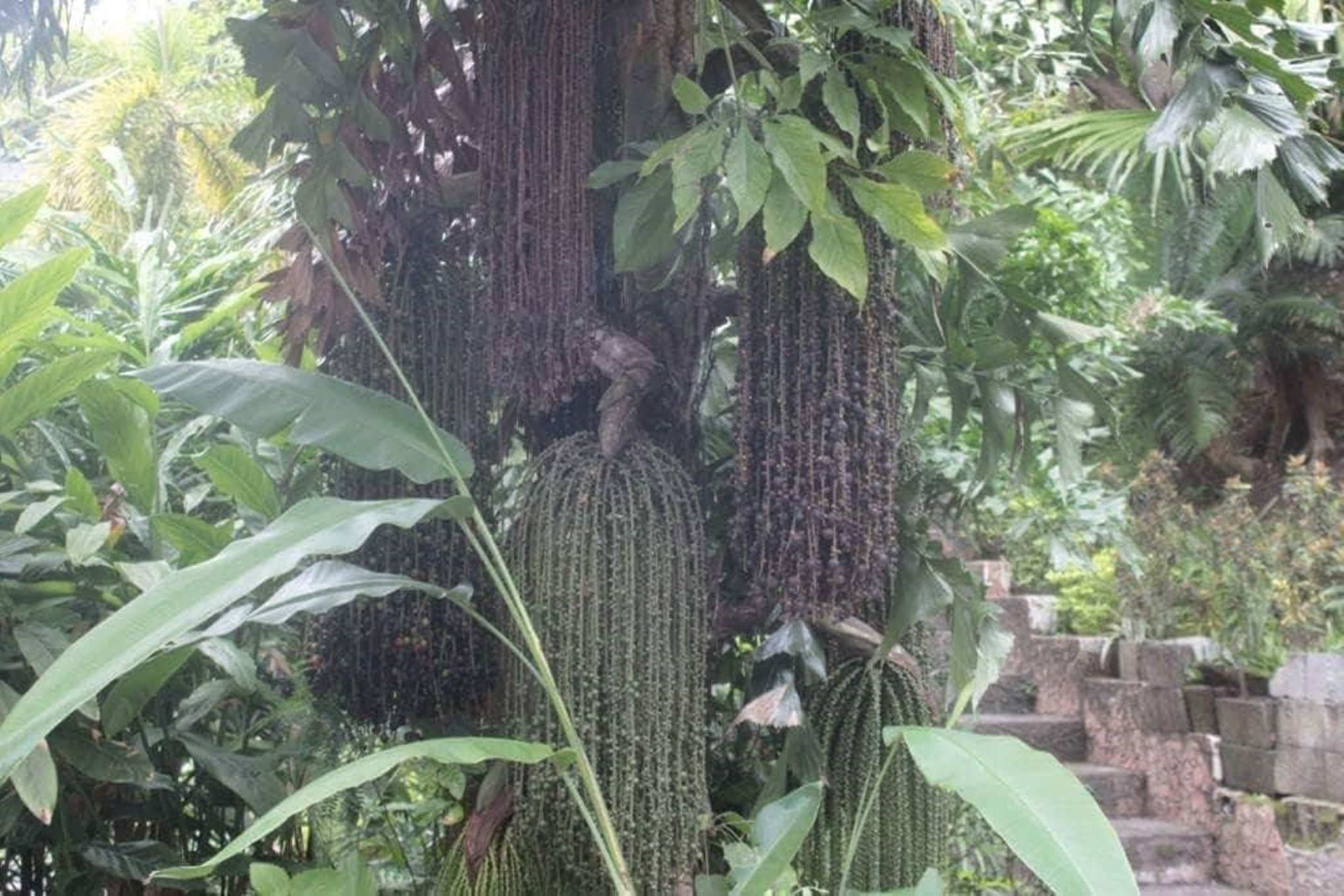 A lush garden with dense foliage and a large tree with hanging seed pods.