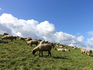 Unclassified image, 4 of 36, button