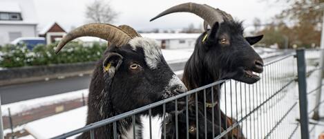 Two goats with large horns behind a metal fence.