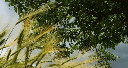 Baciano Azienda Agrituristico Venatoria