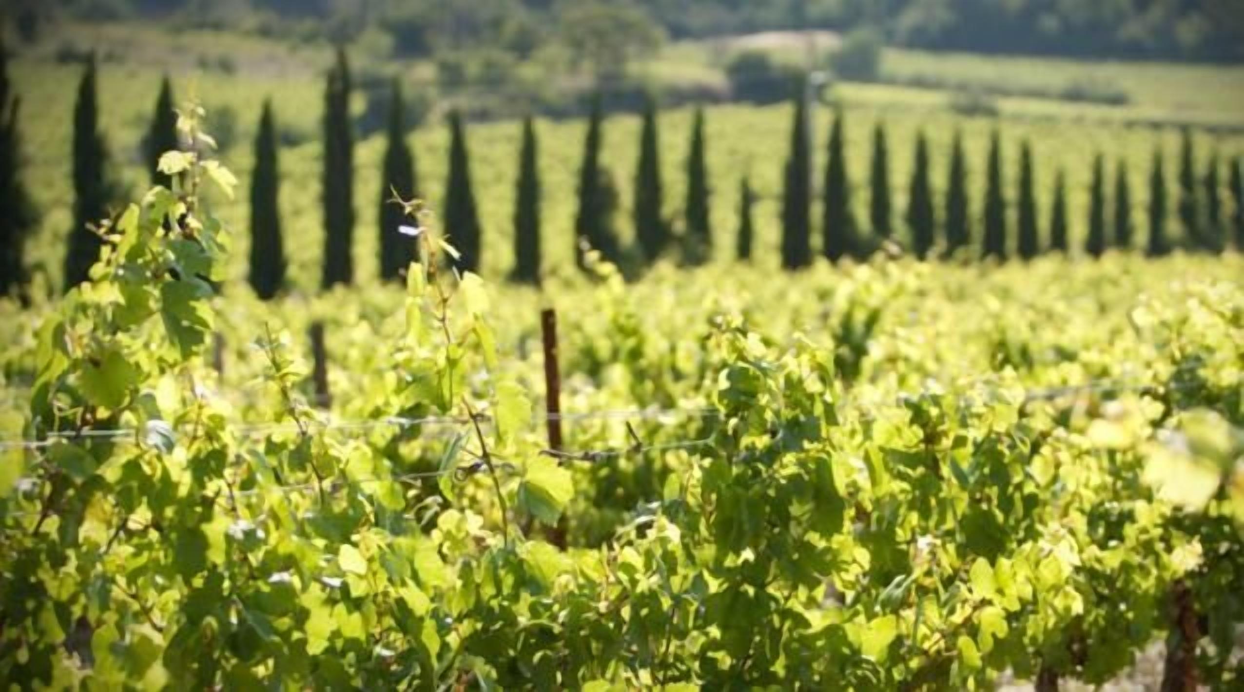 Foto - Chateau de Raissac