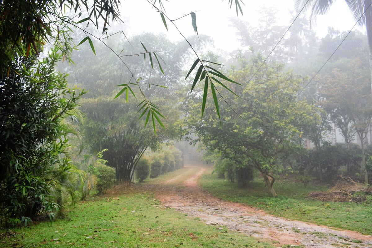 Un sendero rural rodeado de abundante vegetación y bambú.