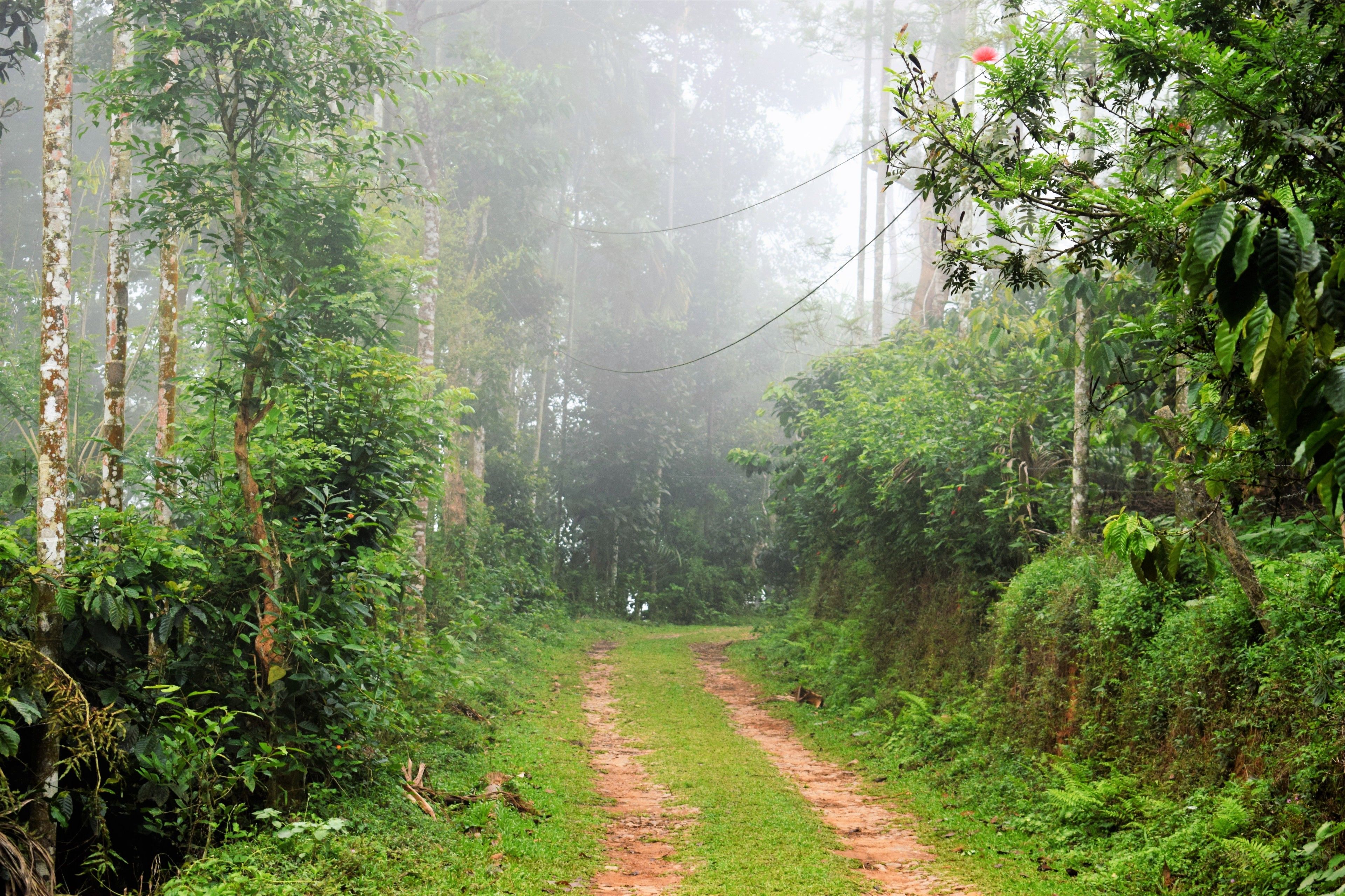 Un sendero en el bosque rodeado de abundante vegetación y altos árboles.