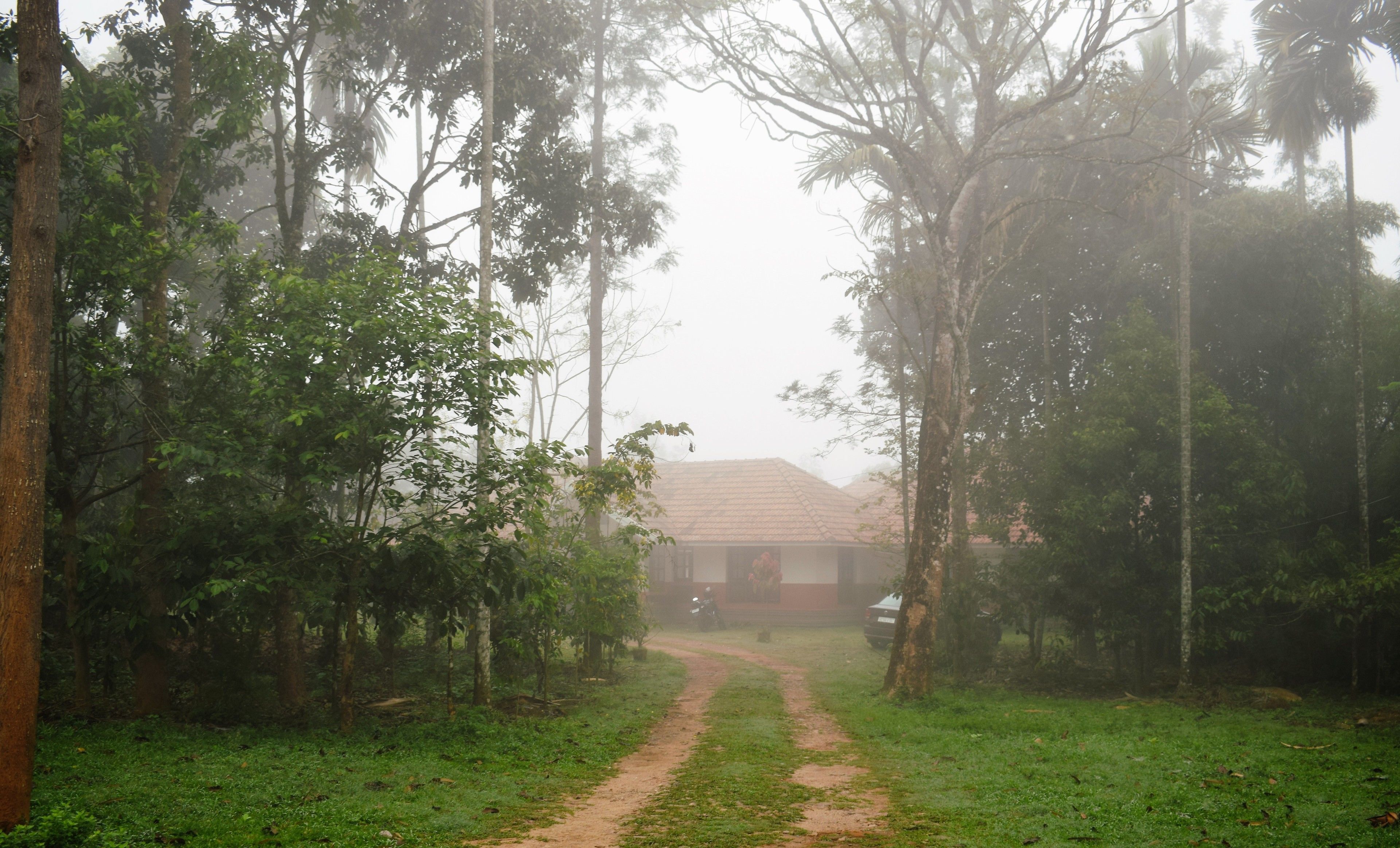 Un sentier rural menant à une maison entourée d’arbres.