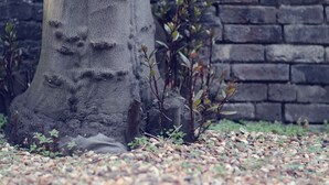 Ein Baumstamm mit rauer Struktur und einer kleinen Pflanze daneben.