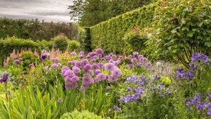 Ein Garten mit verschiedenen Blumen und Pflanzen, darunter blütende Exemplare in Lila und Rosa, sowie einer Hecke im Hintergrund.