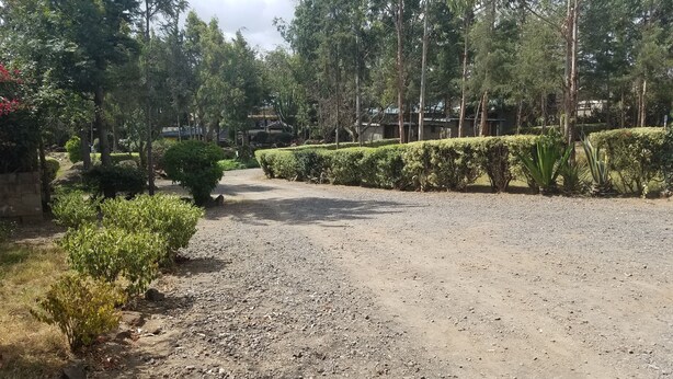 A gravel path flanked by neatly trimmed hedges and trees, leading towards a building in the background.
