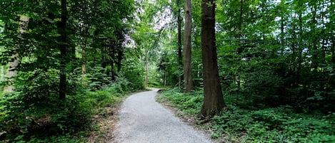 Un sentiero sterrato che si snoda attraverso una fitta foresta, con alberi alti e vegetazione lussureggiante.