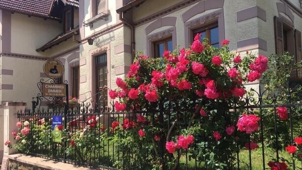 A building with a sign reading "CHAMBRES ZIMMER" and a wrought iron fence with blooming pink flowers. - Chambres Au Pied du Haut Koenigsbourg (Kintzheim)