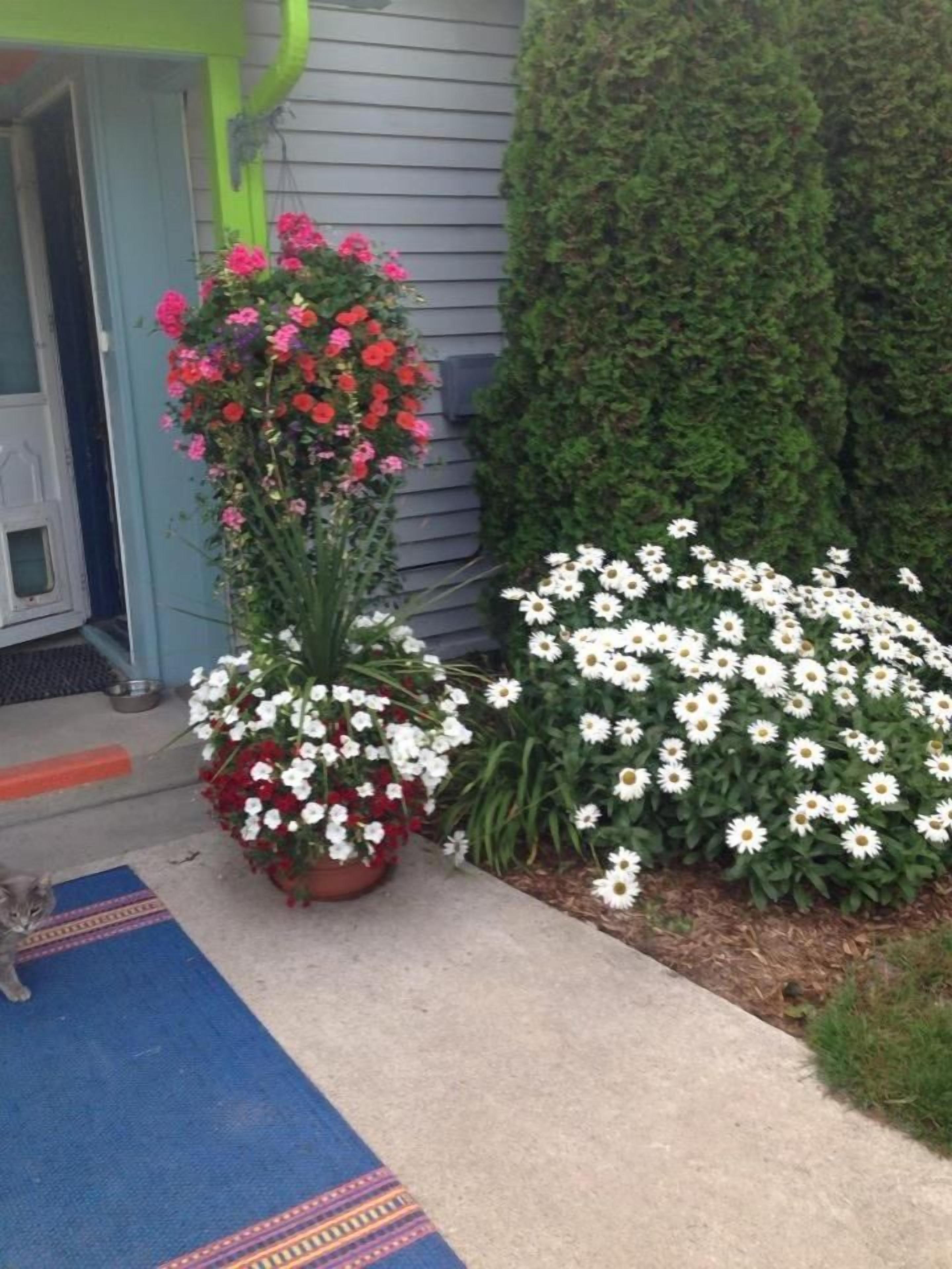 A house entrance with a blue mat, a potted plant with red and white flowers, and a large bush of white flowers.