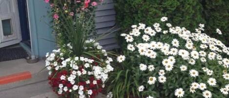 A house entrance with a blue mat, a potted plant with red and white flowers, and a large bush of white flowers.