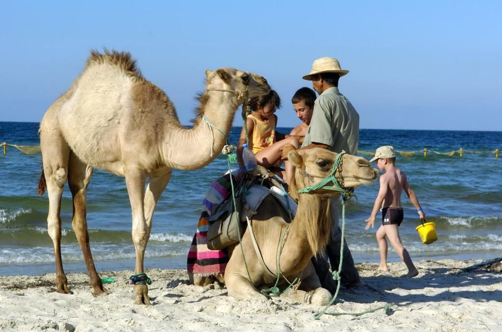 Escena de playa con un camello y gente.