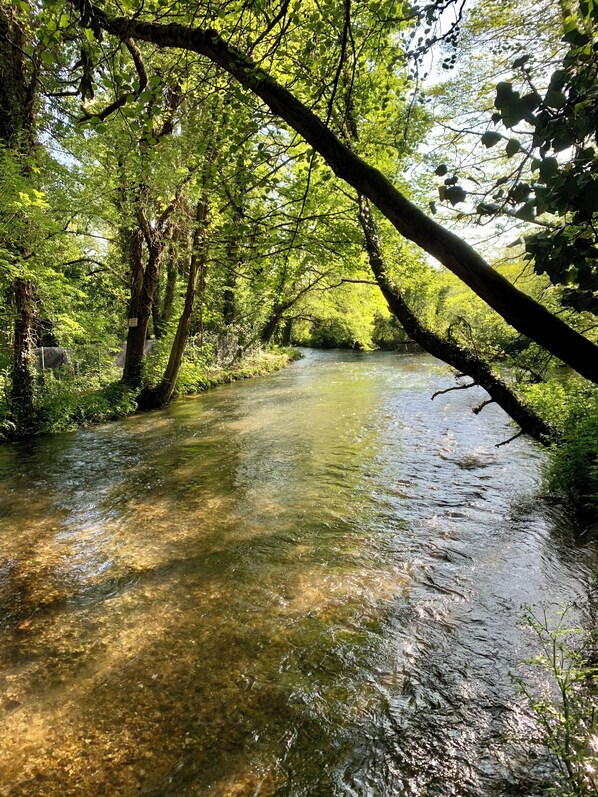 A clear stream surrounded by dense green foliage. - “Rustle, Rustle Autumn’s Here” - Book Trinny’s 🍁 (Lymington)
