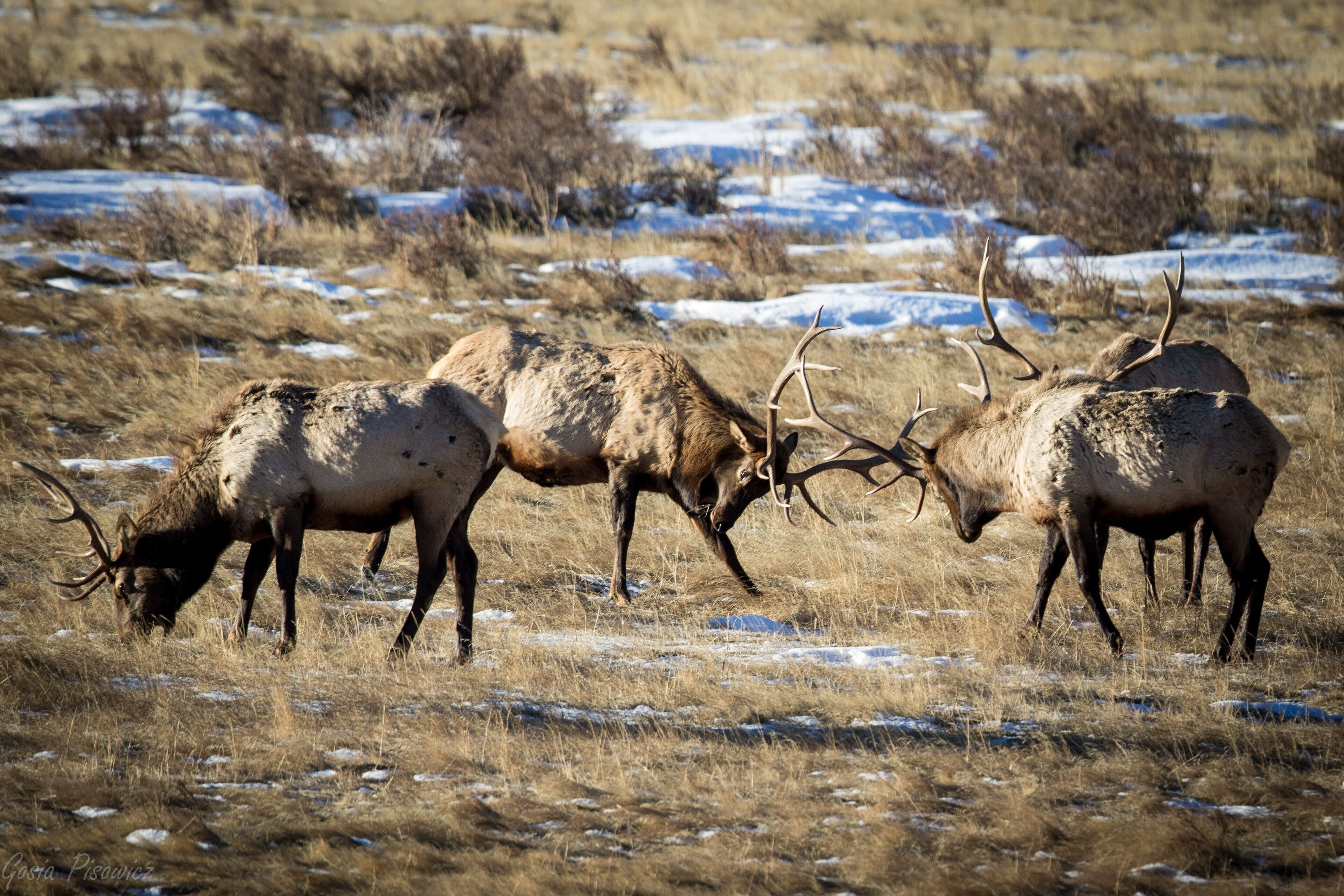 A field with elk grazing.