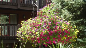 En hängande blomkorg med många olika färgstarka blommor, placerad framför en byggnad med en balkong.