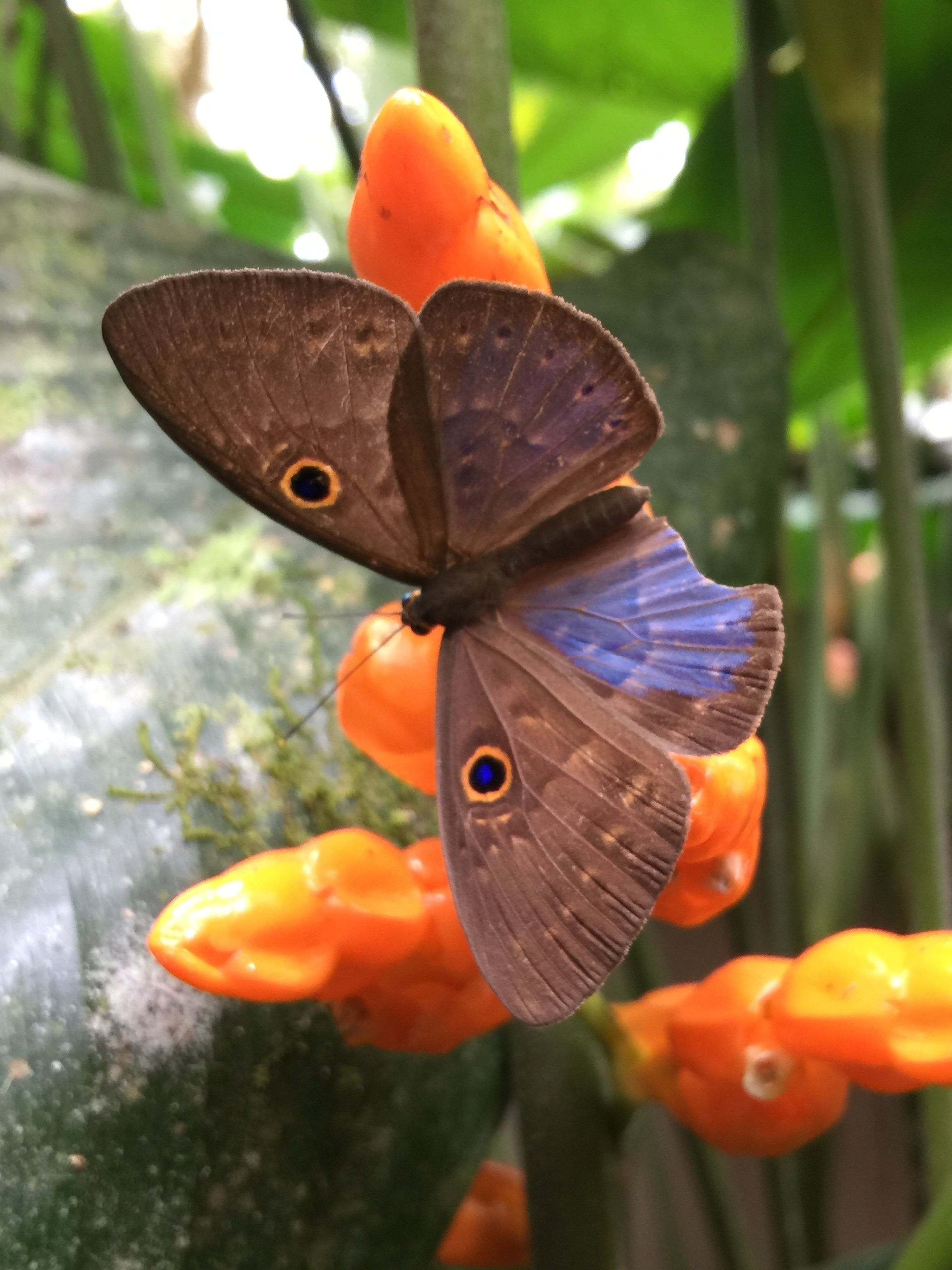 A butterfly on orange flowers.