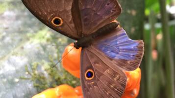 A butterfly on orange flowers.