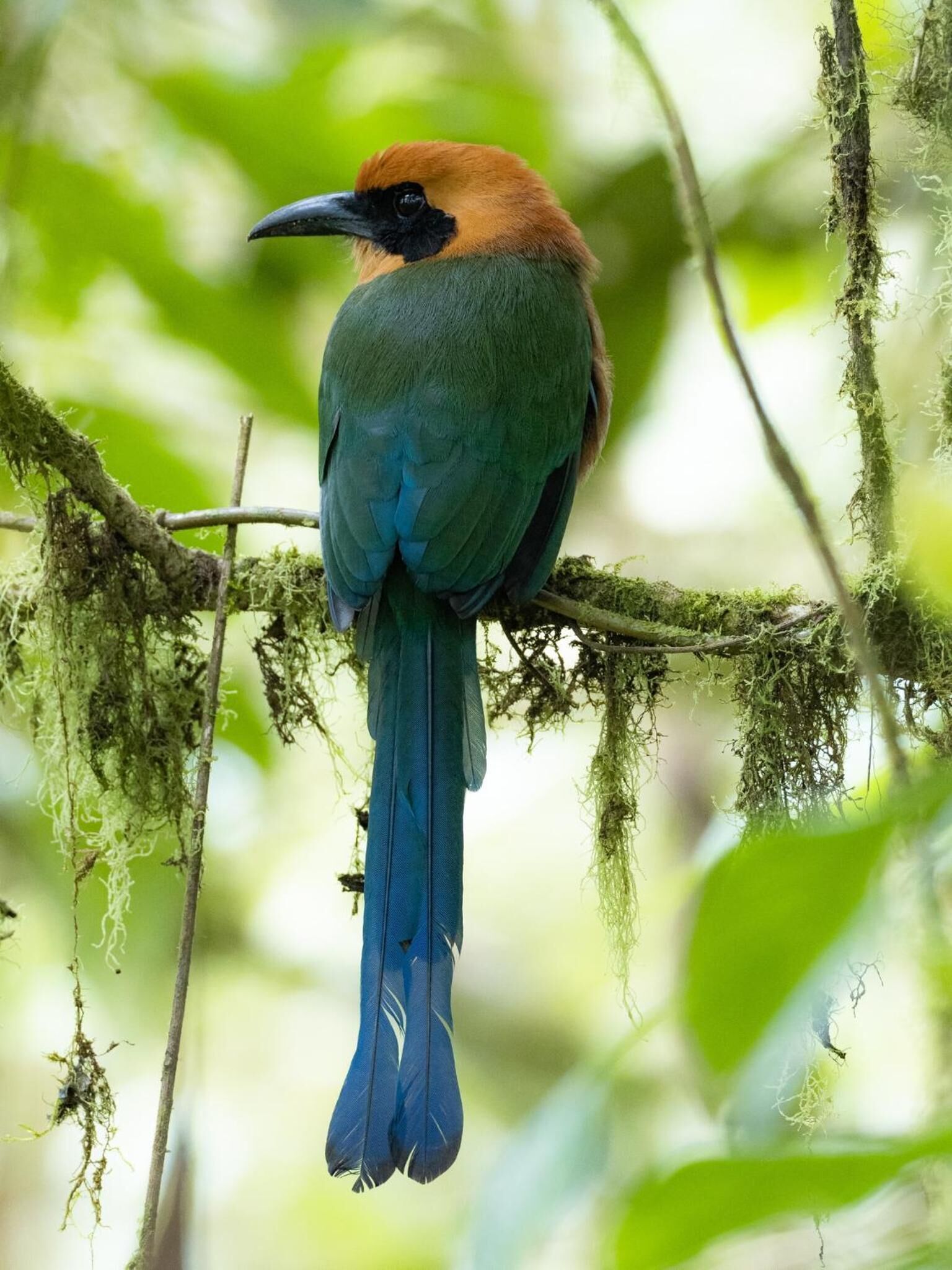 Un pájaro posado en una rama cubierta de musgo, en un entorno verde y exuberante.