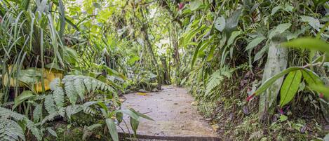 A narrow, moss-covered stone pathway surrounded by dense tropical foliage.