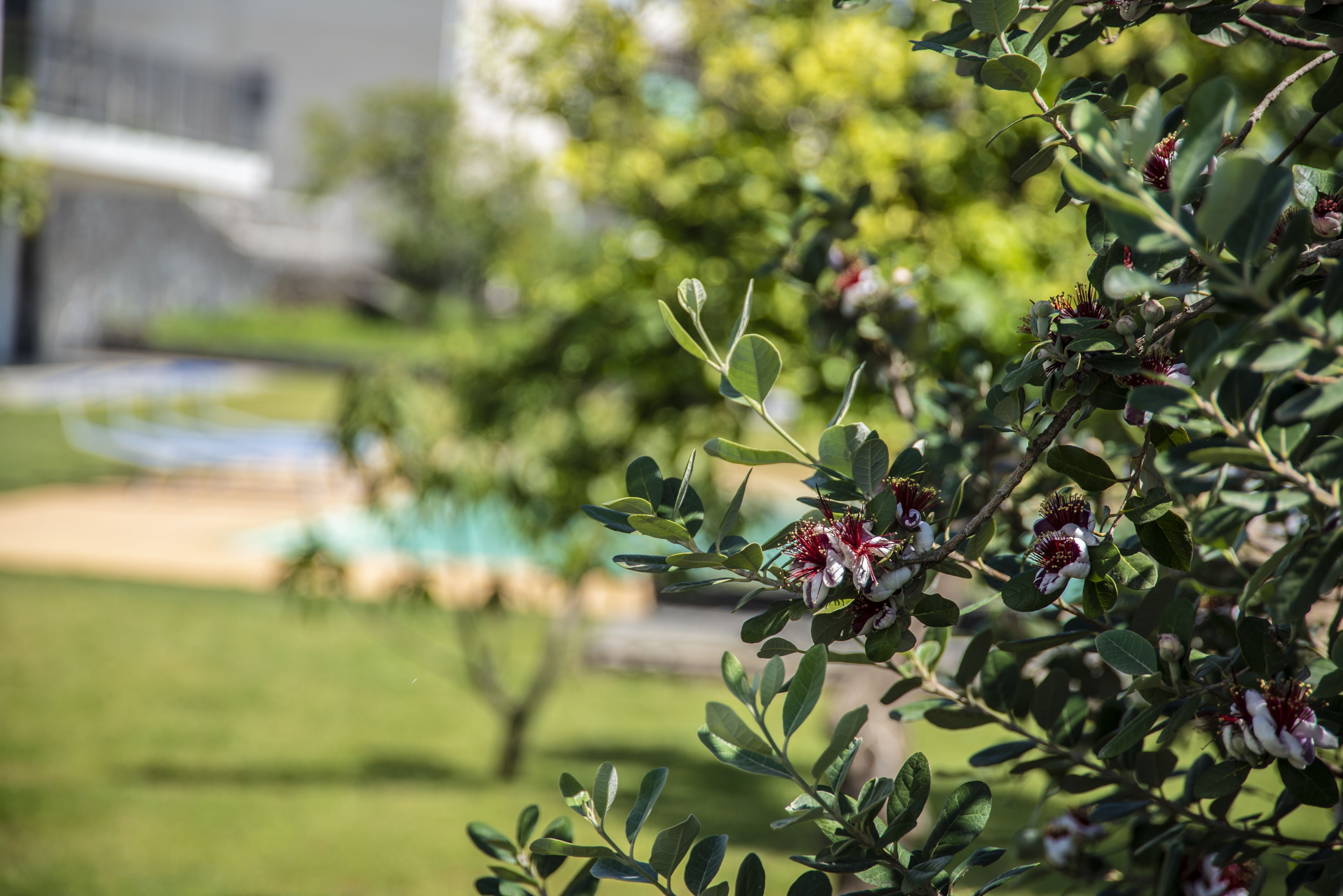 A garden with a variety of plants and a building in the background.
