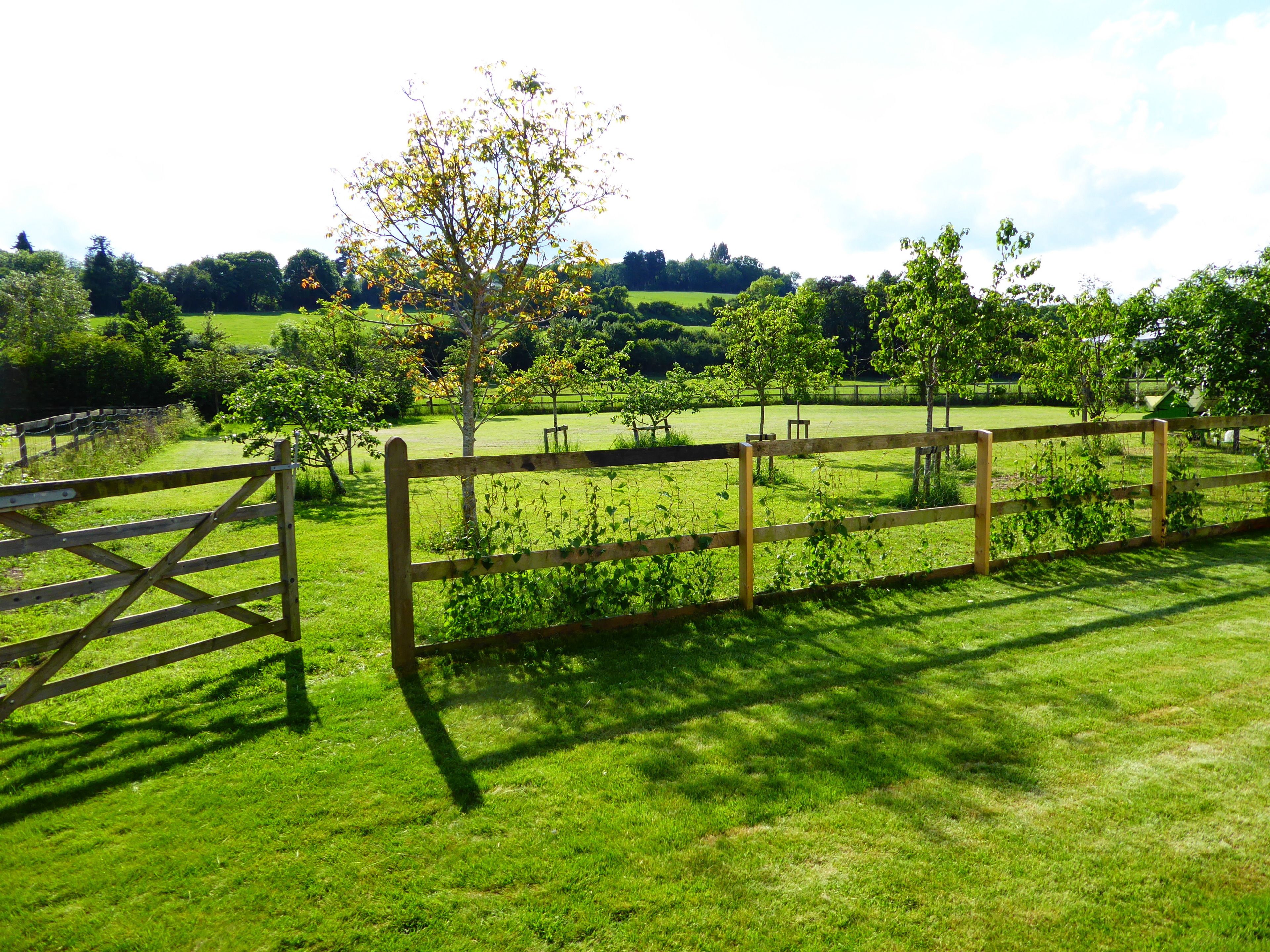 A rural landscape with a wooden fence, a gate, and a tree in the foreground.
