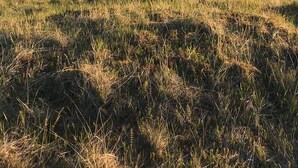 Un río serpentea por un paisaje cubierto de hierba, con colinas onduladas al fondo.