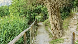 Un sendero de grava bordeado por vallas de madera, que atraviesa un área verde exuberante con vegetación densa y un gran árbol.