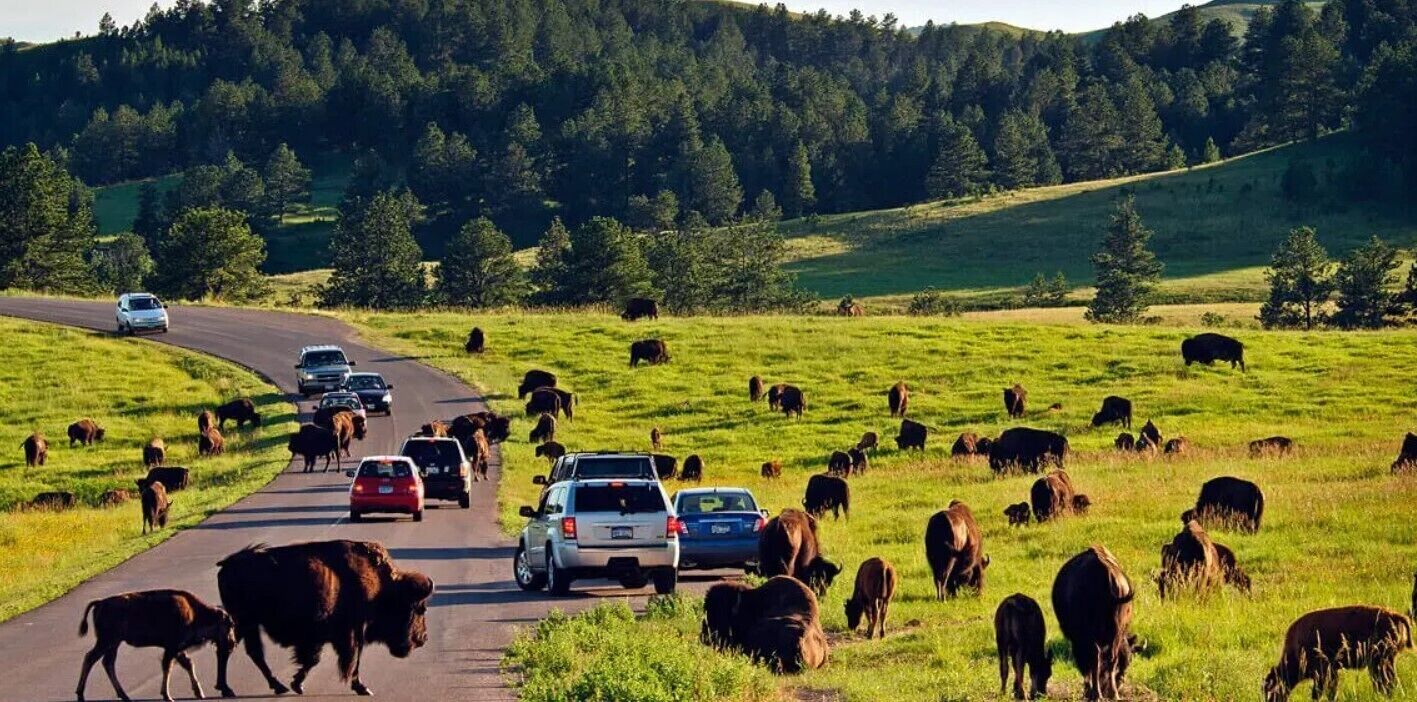 A rural road with a herd of cattle and cars passing by.