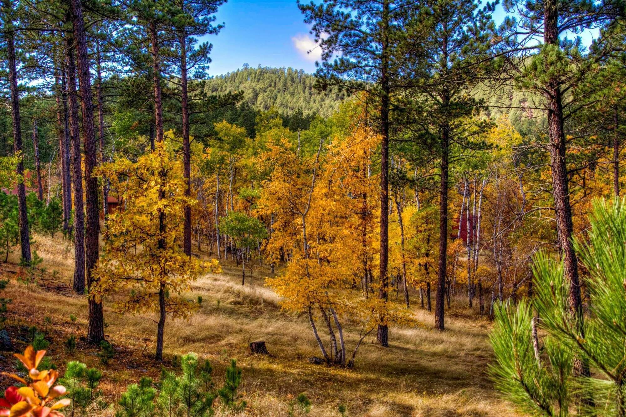 A forest with tall trees and a clear sky.