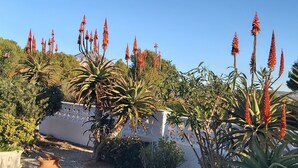A garden with various plants and a white fence.