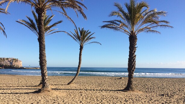 A sandy beach with palm trees and a wooden boardwalk leading to the water.