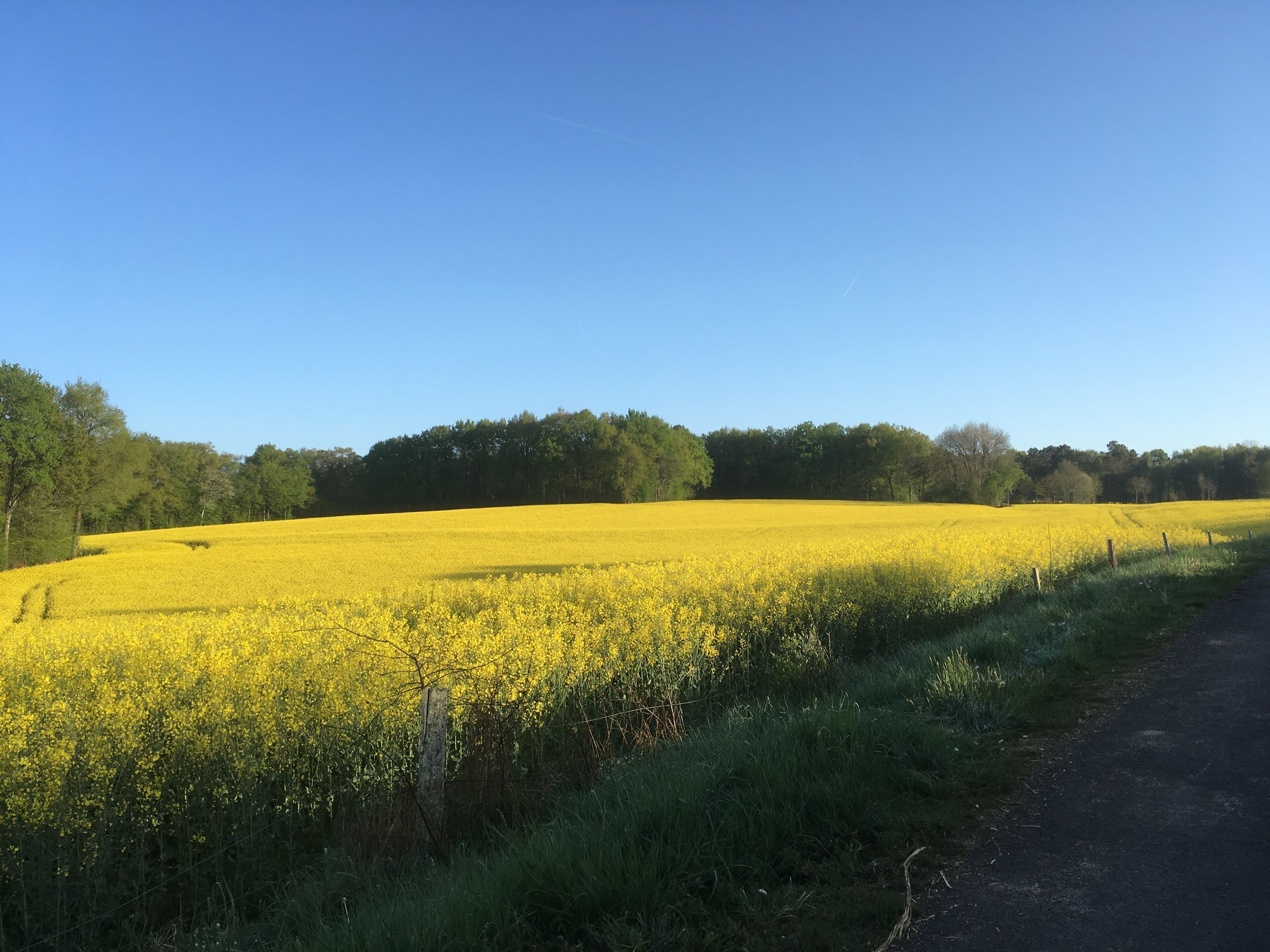 Un paysage rural avec un champ de fleurs jaunes et un chemin de terre.
