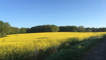 Un paysage rural avec un champ de fleurs jaunes et un chemin de terre.