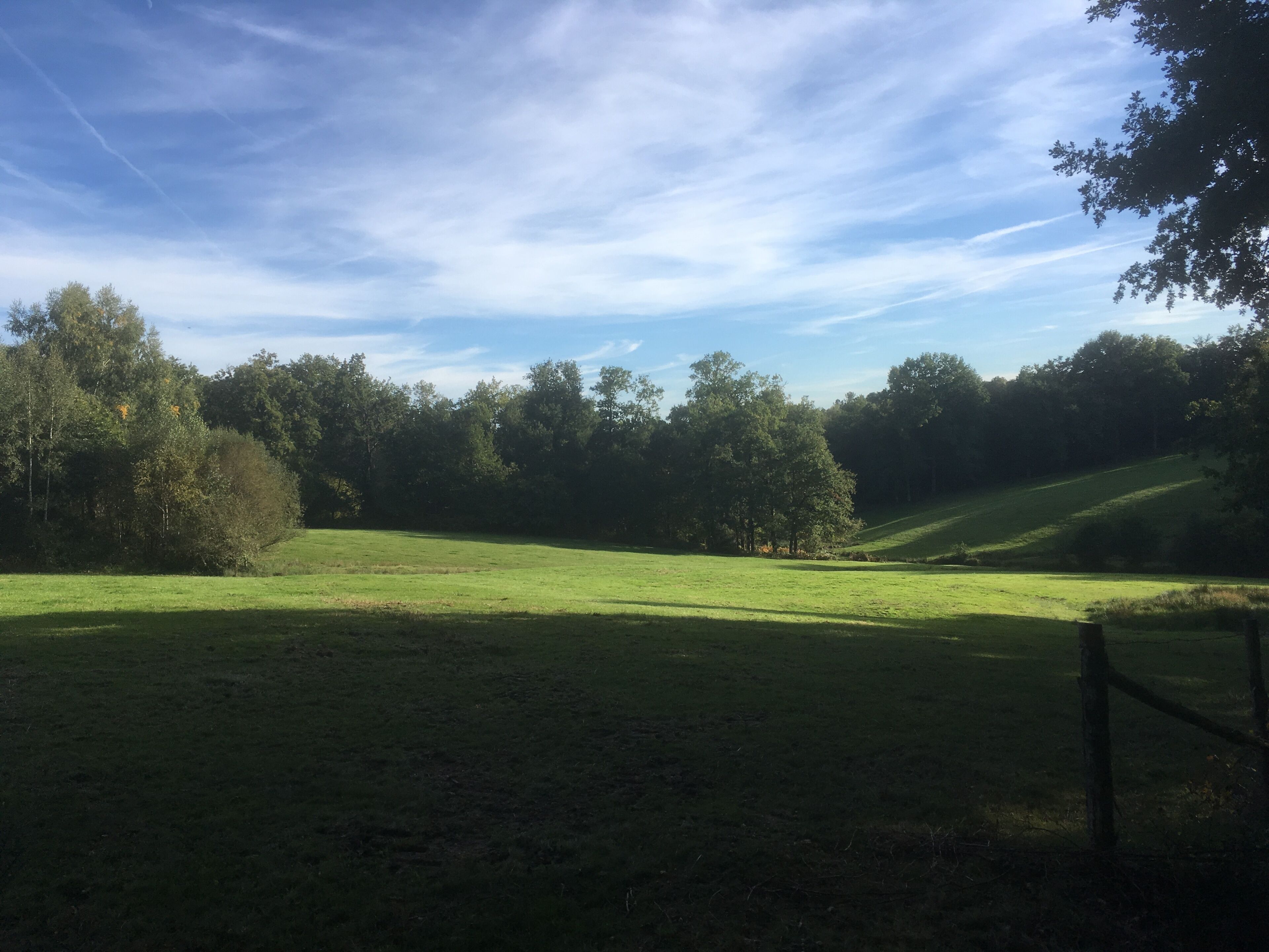 A grassy field with trees and a clear sky.