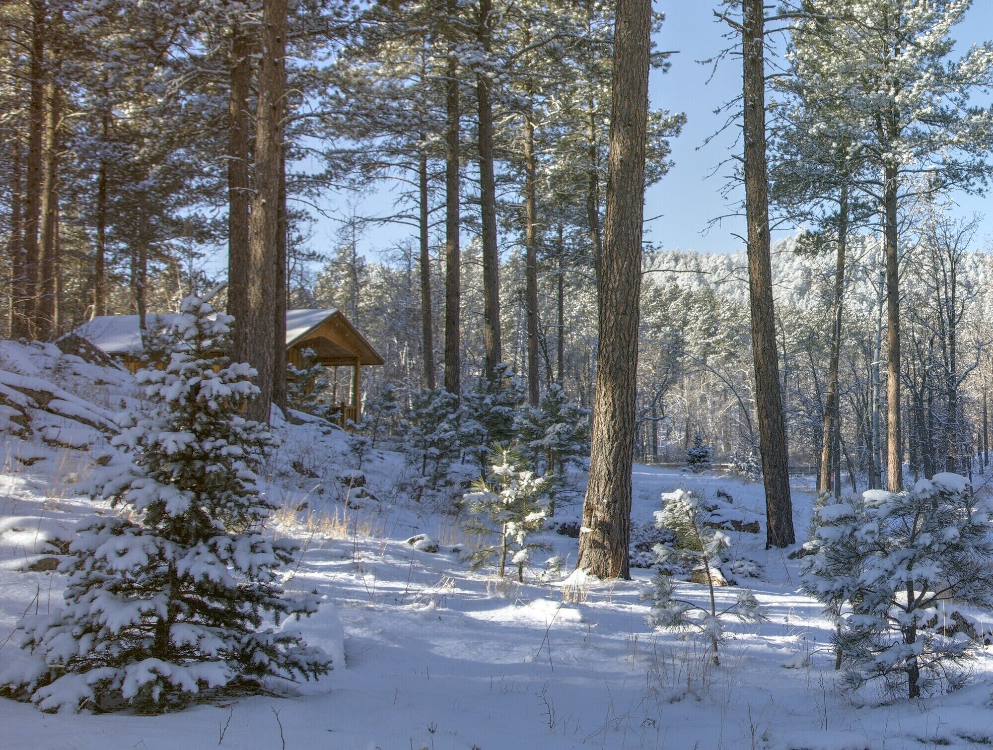 A cabin surrounded by tall pine trees in a snowy forest.