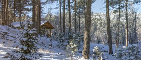 A cabin surrounded by tall pine trees in a snowy forest.